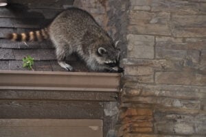 E-news-Mar1-raccoon